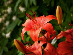 Tiger Lily